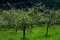 Apple tree orchards in Asturias, spring white blossom of apple trees, production of famous cider in Asturias, Comarca de la Sidra Royalty Free Stock Photo