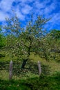 Apple tree orchards in Asturias, spring white blossom of apple trees, production of famous cider in Asturias, Comarca de la Sidra Royalty Free Stock Photo