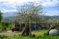 Apple tree orchards in Asturias, spring white blossom of apple trees, production of famous cider in Asturias, Comarca de la Sidra Royalty Free Stock Photo