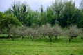 Apple tree orchards in Asturias, spring white blossom of apple trees, production of famous cider in Asturias, Comarca de la Sidra Royalty Free Stock Photo