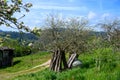 Apple tree orchards in Asturias, spring white blossom of apple trees, production of famous cider in Asturias, Comarca de la Sidra Royalty Free Stock Photo