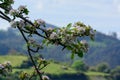 Apple tree orchards in Asturias, spring white blossom of apple trees, production of famous cider in Asturias, Comarca de la Sidra Royalty Free Stock Photo