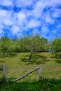 Apple tree orchards in Asturias, spring white blossom of apple trees, production of famous cider in Asturias, Comarca de la Sidra Royalty Free Stock Photo