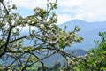 Apple tree orchards in Asturias, spring white blossom of apple trees, production of famous cider in Asturias, Comarca de la Sidra Royalty Free Stock Photo