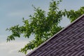 Apple tree and a part of red tile roof against blue sky. Countryside landsape Royalty Free Stock Photo