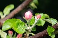 Apple tree pink flower blossoming at spring time, floral background Royalty Free Stock Photo