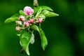 Apple tree pink flower buds and leaves. Royalty Free Stock Photo