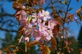 Apple tree pink flowers Royalty Free Stock Photo