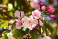 Apple tree pink flowers Royalty Free Stock Photo