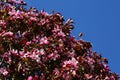 Apple tree pink flowers Royalty Free Stock Photo