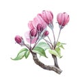Apple tree pink flowers on a twig watercolor image. Blooming cherry hand draw element. Apple blossom with tender petals green leaf