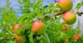 Apple tree with pink juicy apples close up in sunlight. Red fruits grow on a branch in the garden, orchard. Selective Royalty Free Stock Photo