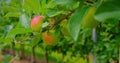 Apple tree with pink juicy apples close up in sunlight. Red fruits grow on a branch. Selective focus at apple. Bio food Royalty Free Stock Photo