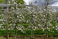 Apple orchard blossoming spring season nature background