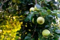 An apple tree after the rain. Green wet apples on a branch Royalty Free Stock Photo