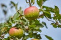 Apple on a tree after rain