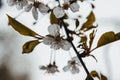 Apple tree after the rain, it smells fragrant Royalty Free Stock Photo