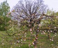 Apple tree with rare flowers