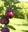 Apple tree red