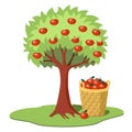 Apple tree with red apples with a basket full of apples underneath Royalty Free Stock Photo