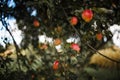 Apple tree with red apples close up. Red apple grow on a branch. Royalty Free Stock Photo