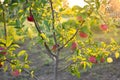 Apple tree with red apples in the garden, illuminated by the evening sun. Growing fruits, harvesting