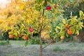 Apple tree with red apples in the garden, illuminated by the evening sun. Growing fruits, harvesting