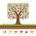 Apple tree with red apples. Soil cut. Gardening concept. Organic