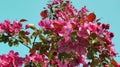 apple tree with red flowers against a blue cloudless sky. Spring plant background. Selective focus Royalty Free Stock Photo