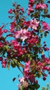 apple tree with red flowers against a blue cloudless sky. Spring plant background. Selective focus Royalty Free Stock Photo