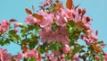 Apple tree with red flowers against a blue cloudless sky. Spring plant background. Selective focus Royalty Free Stock Photo