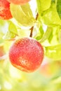 Apple on tree Royalty Free Stock Photo