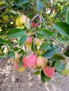 Apple tree with red fruit in Egypt Royalty Free Stock Photo