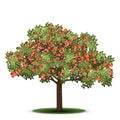 Apple tree with red fruits Royalty Free Stock Photo