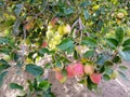 Apple tree with red fruit in Egypt 2 Royalty Free Stock Photo
