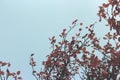 Apple tree red leaves on background of blue sky Royalty Free Stock Photo