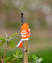 apple tree renovation by the grafting Royalty Free Stock Photo