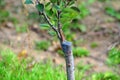 Apple tree renovation by the grafting,growth concept Royalty Free Stock Photo