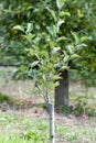 Apple tree renovation by the grafting,growth concept Royalty Free Stock Photo