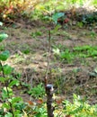 Apple tree renovation by the grafting,growth concept Royalty Free Stock Photo