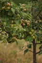 Apple tree with ripe apples and green leaves, summer garden Royalty Free Stock Photo