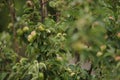 Apple tree with ripe fruits and green leaves Royalty Free Stock Photo