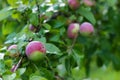 Apple tree with ripe red apples, blurred background