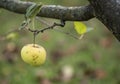 Apple tree with ripe red apple in sunny day. Selective focus on green apple grow on a branch. Defocused background Royalty Free Stock Photo