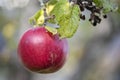 Ripe red apple close up in sunny day. Selective focus on red apple grow on a branch. Defocused background Royalty Free Stock Photo