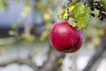 Apple tree with ripe red apple in sunny day. Selective focus on red apple grow on a branch. Defocused background Royalty Free Stock Photo