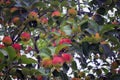 Apple tree with ripe red fruits close-up. Beautiful red-ripe apples on the branch Royalty Free Stock Photo