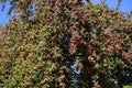 Apple tree on the road. Harvest of red apples on the branches of a tree.