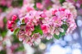 Apple tree rose blossom