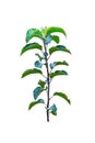 Apple tree sapling branch Royalty Free Stock Photo